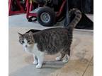 Adopt Serenity a Gray, Blue or Silver Tabby American Shorthair (short coat) cat