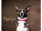 Adopt Harlyn a Brindle - with White Husky / Shepherd (Unknown Type) / Mixed dog