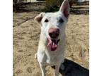 Adopt Molly a White German Shepherd Dog / Mixed dog in Antelope Valley