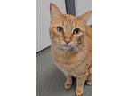 Adopt Nugget a Orange or Red Domestic Shorthair / Mixed Breed (Medium) / Mixed