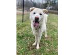 Adopt James in Emporia VA a Tan/Yellow/Fawn Chow Chow / Husky / Mixed dog in