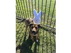 Adopt Lola a Tan/Yellow/Fawn - with Black Rottweiler / Rhodesian Ridgeback /