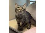 Adopt Pine a Brown Tabby Domestic Shorthair / Mixed Breed (Medium) / Mixed