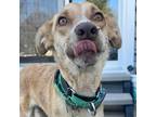 Adopt Alejandrina a Red/Golden/Orange/Chestnut - with White Golden Retriever /