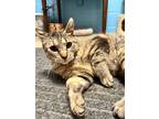 Adopt Heidi a Brown Tabby Domestic Shorthair (short coat) cat in Fremont
