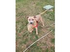 Adopt Stella a Tan/Yellow/Fawn American Pit Bull Terrier / Mixed Breed (Medium)