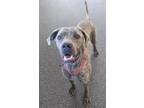 Adopt Tulip a Merle Mastiff / Mixed Breed (Medium) / Mixed (short coat) dog in