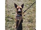 Adopt Maru a Tan/Yellow/Fawn Belgian Malinois / Mixed Breed (Medium) / Mixed