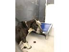 Adopt Starsky a Black Australian Cattle Dog / Bluetick Coonhound / Mixed (short