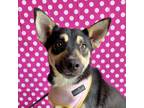 Adopt Wilma a Black - with Tan, Yellow or Fawn Australian Kelpie / Lancashire