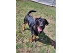 Adopt King a Black Labrador Retriever / Mixed Breed (Medium) / Mixed (short