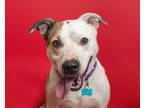 Adopt Spike a White Mixed Breed (Small) / Mixed Breed (Medium) / Mixed (short