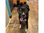 Adopt Zena a Black Mixed Breed (Small) / Mixed Breed (Medium) / Mixed (short