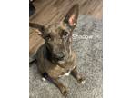 Adopt Shadow a Gray/Blue/Silver/Salt & Pepper Dutch Shepherd / Mixed Breed