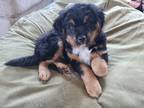 Adopt Lovable Louie a Tricolor (Tan/Brown & Black & White) Bernese Mountain Dog