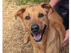 Adopt Harley a Tan/Yellow/Fawn - with White Black Mouth Cur / Mixed dog in