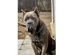 Adopt Mavis a Gray/Blue/Silver/Salt & Pepper Cane Corso / Mixed dog in Van Nuys