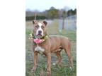 Adopt Mallory - Adoptable a Terrier (Unknown Type, Small) / Mixed Breed (Medium)