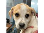 Adopt Wickham a Tan/Yellow/Fawn Mixed Breed (Small) / Mixed Breed (Medium) /