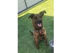 Adopt Cricket a Brindle Labrador Retriever / Terrier (Unknown Type