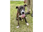 Adopt Marvin a Brindle Plott Hound / Pit Bull Terrier dog in Jackson