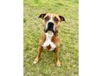 Adopt Junior a Brown/Chocolate - with White Boxer dog in Jackson, GA (41096260)