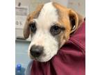 Adopt Mr. Darcy a White Mixed Breed (Small) / Mixed Breed (Medium) / Mixed