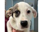 Adopt Lizzie a Black Mixed Breed (Small) / Mixed Breed (Medium) / Mixed (short