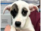 Adopt Jane a White Mixed Breed (Small) / Mixed Breed (Medium) / Mixed (short