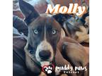 Adopt Molly (Courtesy Post) a Brindle Husky / American Pit Bull Terrier dog in