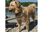 Adopt Millie a Golden Retriever / Mixed Breed (Medium) dog in Louisville