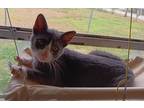 Adopt Venus a Gray or Blue American Shorthair (short coat) cat in Lakeland