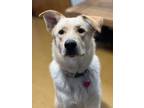 Adopt Sid a Tan/Yellow/Fawn Golden Retriever / Labrador Retriever / Mixed (short