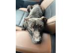 Adopt Scotty a Labrador Retriever / American Pit Bull Terrier / Mixed dog in