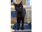 Adopt Mudd a All Black Domestic Shorthair / Mixed Breed (Medium) / Mixed (short