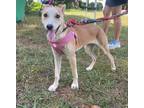 Adopt Zuri a Shepherd (Unknown Type) / Fox Terrier (Smooth) / Mixed dog in