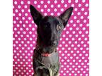 Adopt Dagwood a Brown/Chocolate Belgian Malinois / Mixed Breed (Medium) / Mixed