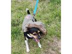 Adopt Keeley a Tricolor (Tan/Brown & Black & White) Rat Terrier / Mixed dog in