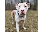 Adopt Frankie a Merle American Pit Bull Terrier / American Staffordshire Terrier