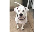 Adopt Bella a White American Pit Bull Terrier / Labrador Retriever / Mixed dog