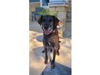 Adopt Hershey Yrly 635 a Labrador Retriever / Mixed dog in Sidney, OH (41088236)