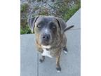 Adopt Astraea a Cane Corso / Terrier (Unknown Type, Small) / Mixed dog in