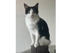 Adopt Tux a Domestic Shorthair / Mixed (short coat) cat in Defiance