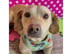 Adopt Casper a Tan/Yellow/Fawn Labrador Retriever / Corgi / Mixed dog in