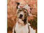 Adopt Mama Mo a Gray/Silver/Salt & Pepper - with White Pit Bull Terrier /
