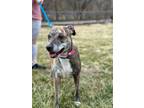 Adopt Vegas Countess a American Pit Bull Terrier / Mixed Breed (Medium) / Mixed