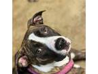 Adopt Paisley~ a Jack Russell Terrier / Mixed dog in Columbia, TN (40097530)