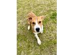 Adopt Colton a Tan/Yellow/Fawn - with White Plott Hound / American Staffordshire