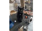 Adopt Meg a All Black Domestic Shorthair / Mixed (short coat) cat in New