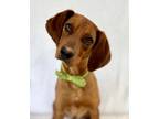Adopt Red a Brindle Redbone Coonhound / Mixed Breed (Medium) / Mixed (short